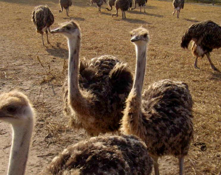 Страусина ферма у с. Ясногородка